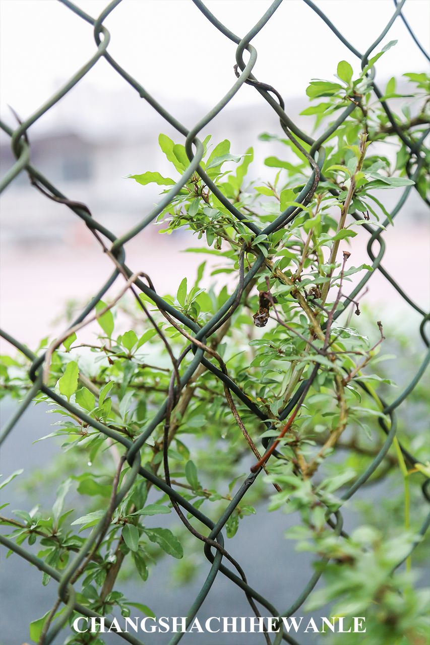 下一站：湖南中医药大学