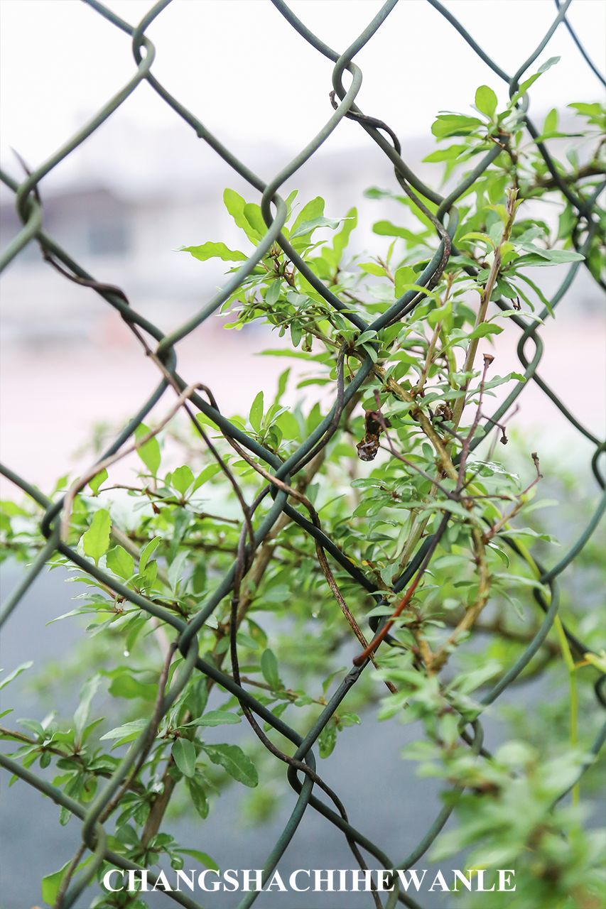 下一站：湖南中医药大学