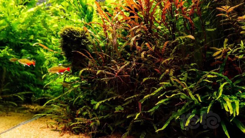 水草泥哪个牌子好（给新人一份草缸入门器材的选择）