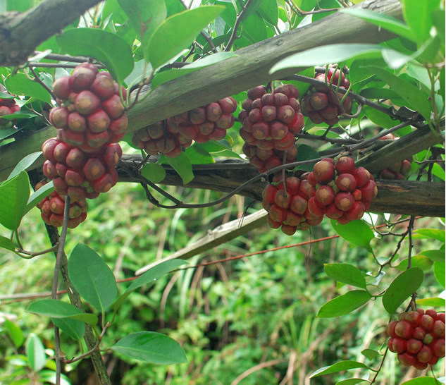 鸡血藤的功效与作用 鸡血藤手镯图片-徐拾记官网