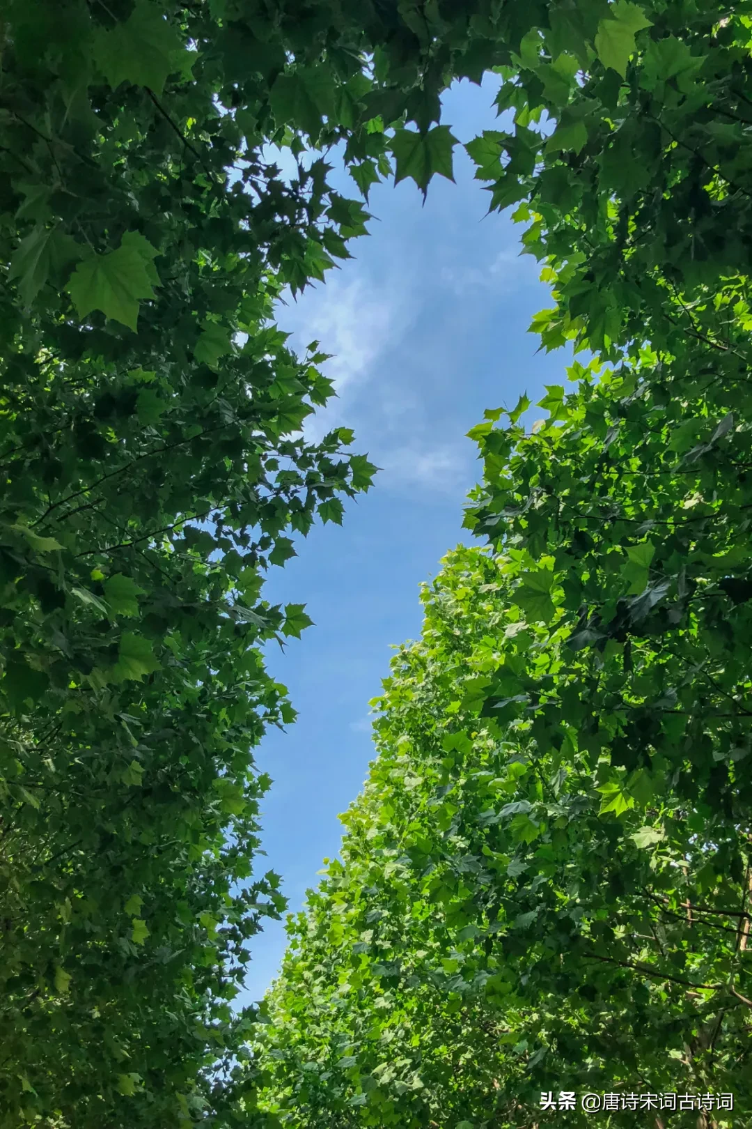 夏花情醉小城人