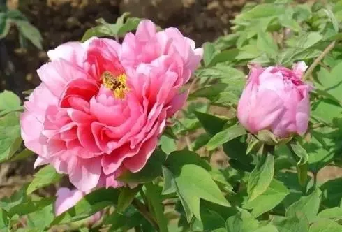 100种名贵牡丹鉴赏 绘画好素材（报花名）