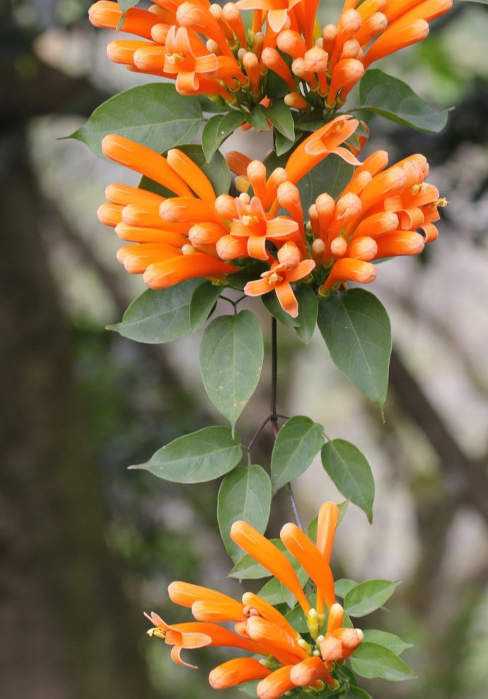 "10种花"名字土里土气,却是神仙颜值!网友:被名字耽误了一生