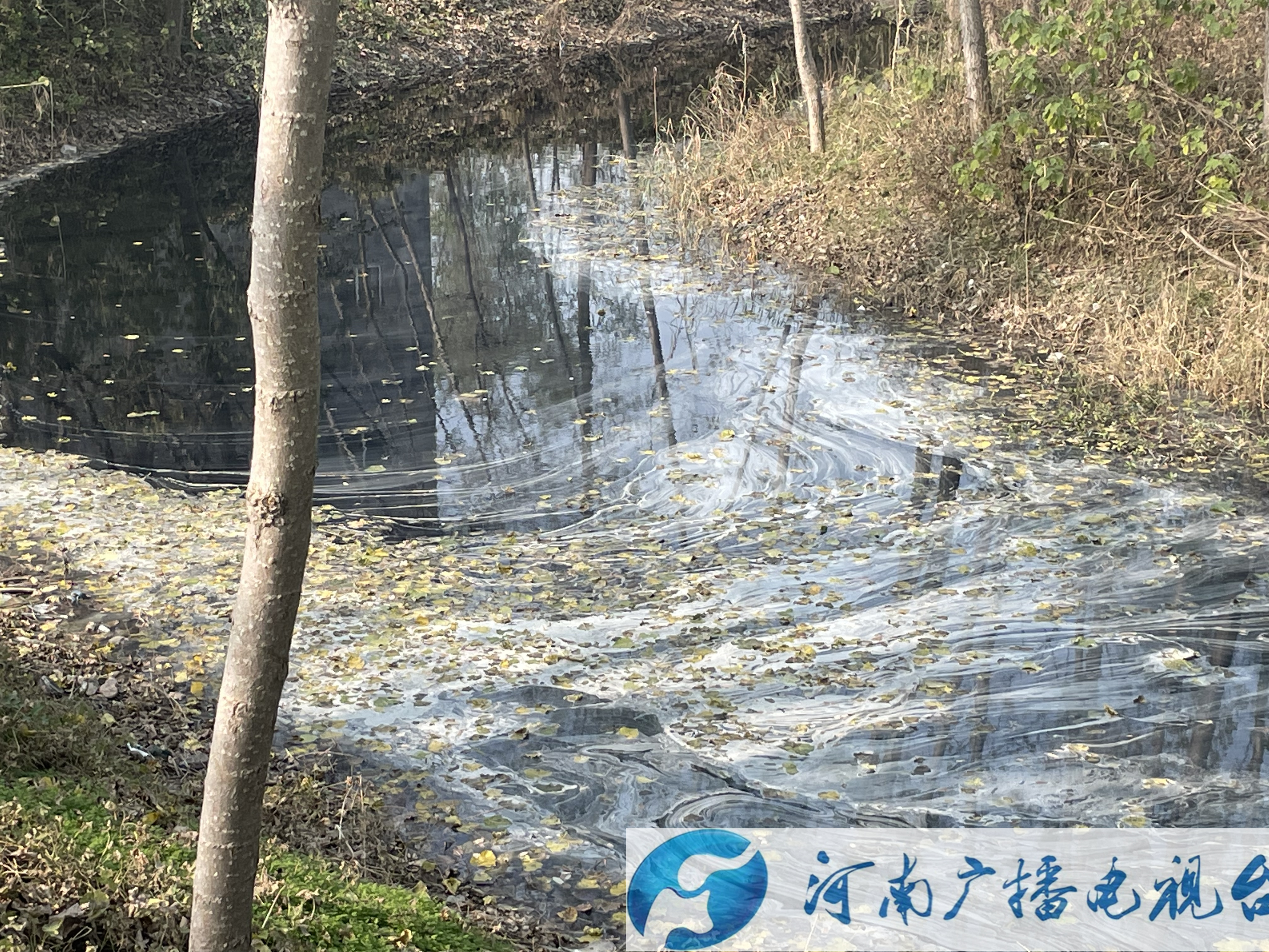 清洁乡村随手拍——商丘市睢阳区部分沟渠有些脏