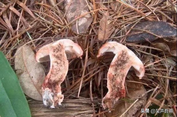 菌盖边缘成熟后常向上反卷(这一特征和猪肚菇很相似,之前出现蘑菇中毒