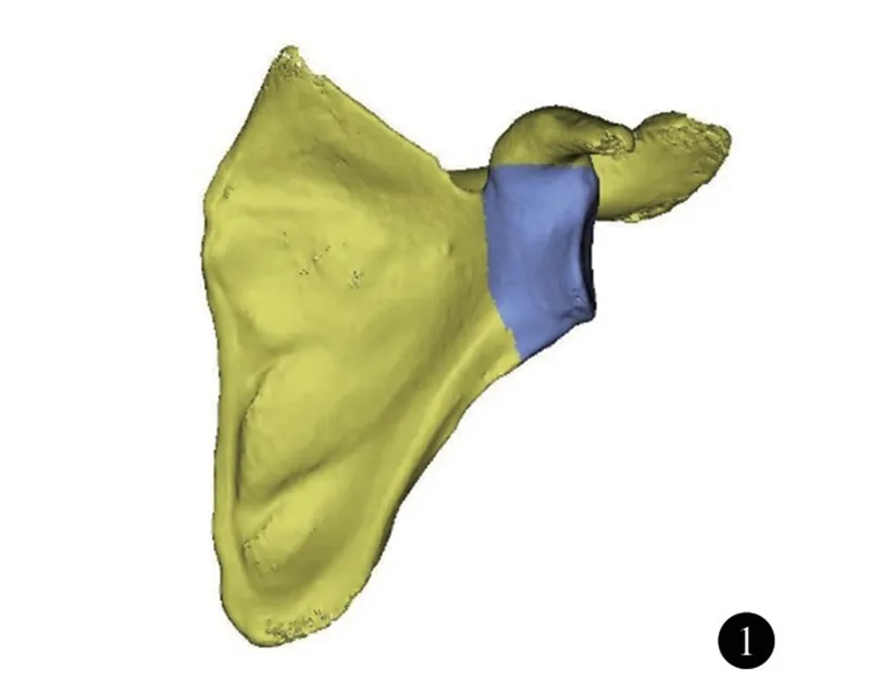 收藏 | 肩胛盂的骨性解剖结构