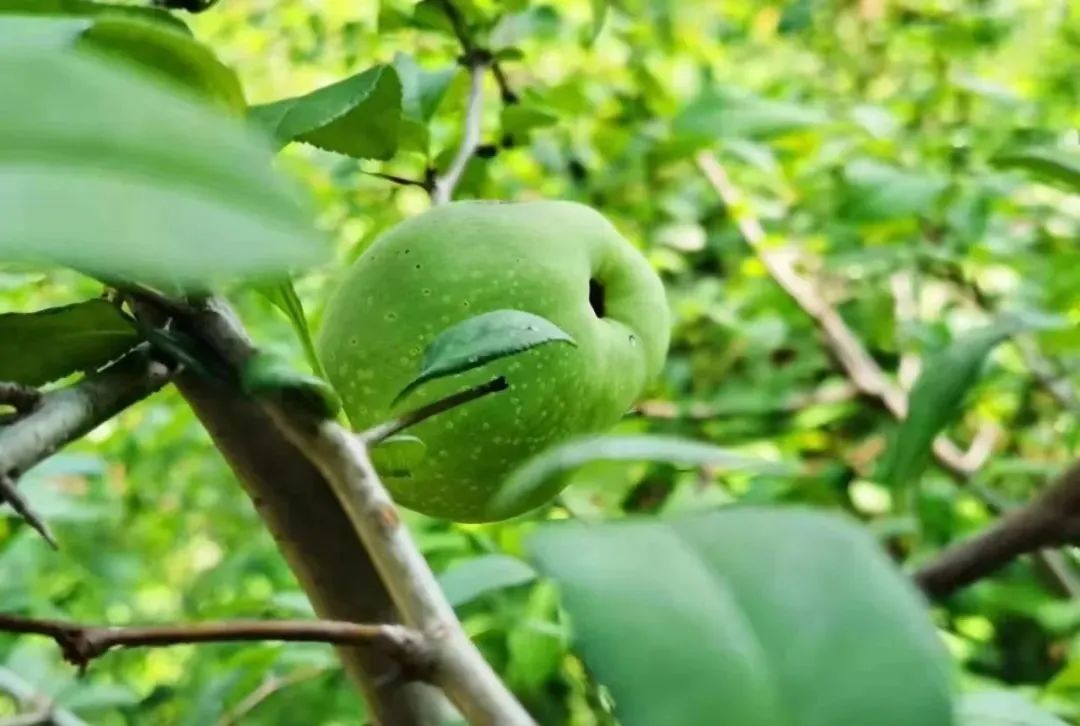 初秋清爽果满枝—海棠果