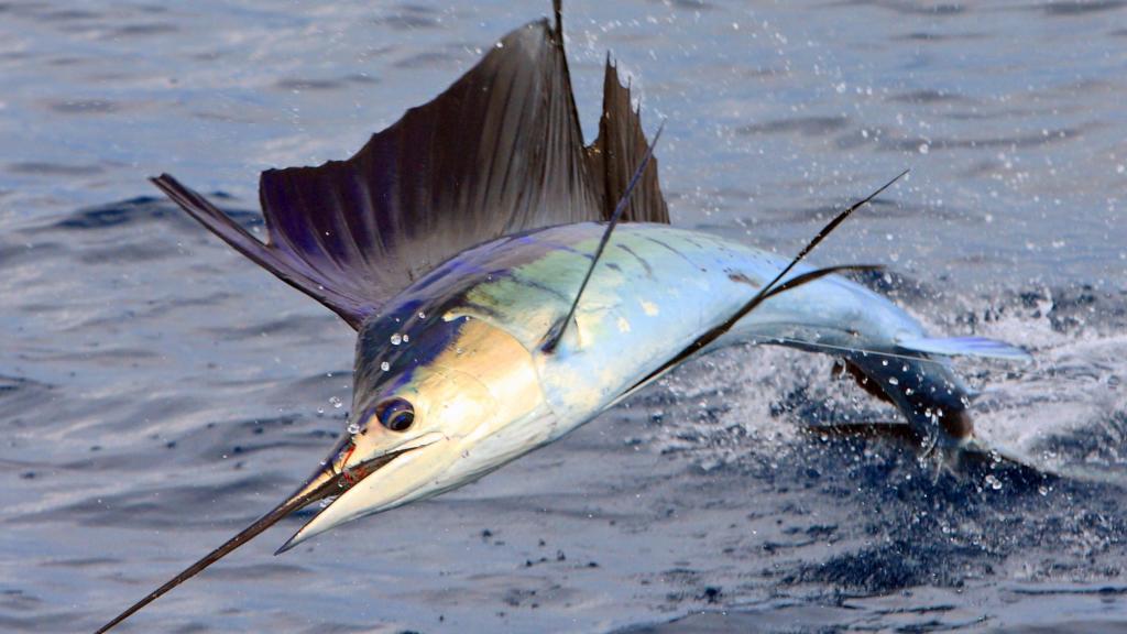 旗鱼出生时还没虾米大同类残食胜利者将成为海洋霸主