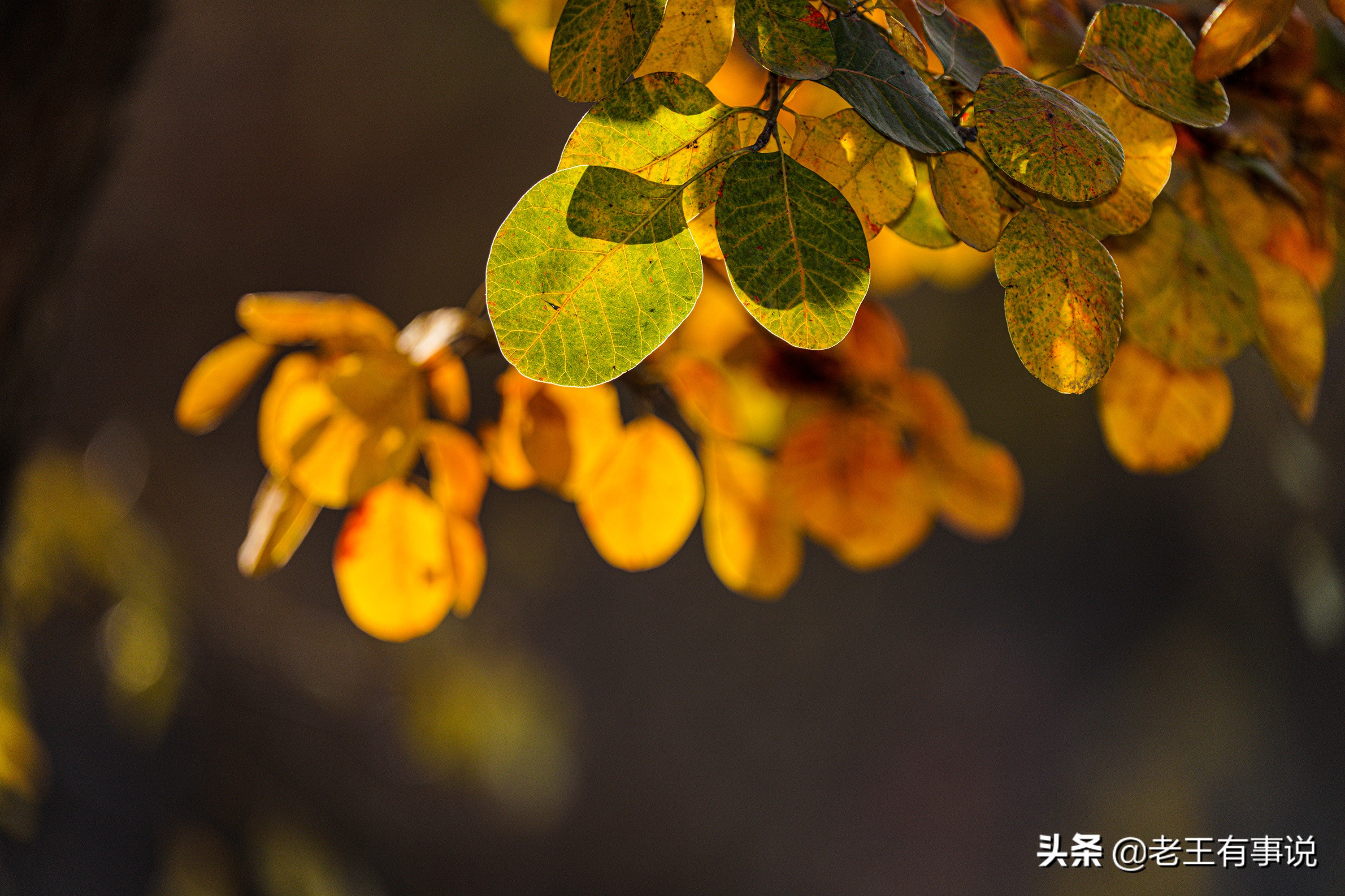 设计思路秋天的落叶的优美句子