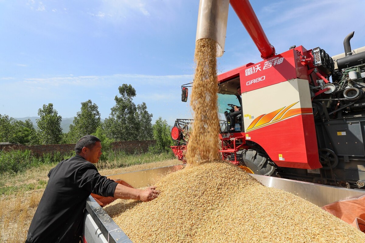新小麦陆续上市，开市价1.15-1.25元，今年小麦是否能突破1.3元？