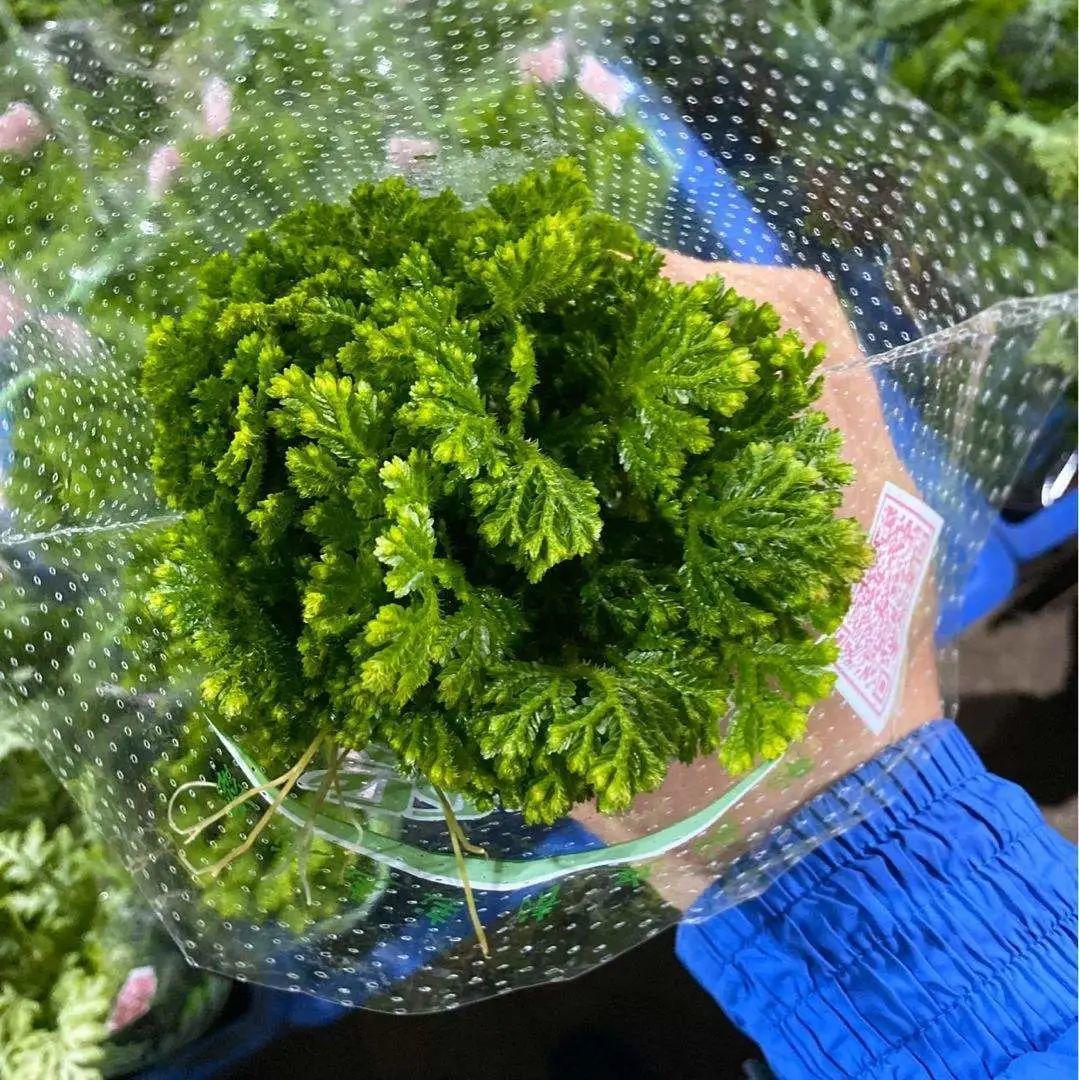 九死還魂草,九死還魂草的功效與作用