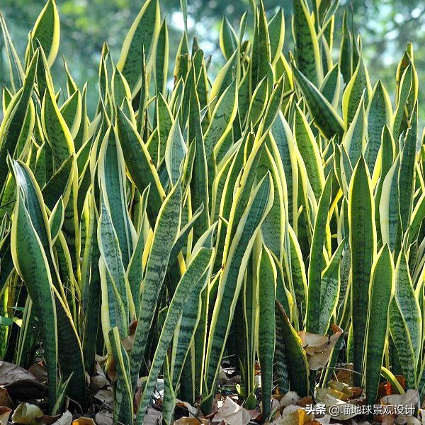 万年麻图片大全（13种适合庭院种植的花灌木）