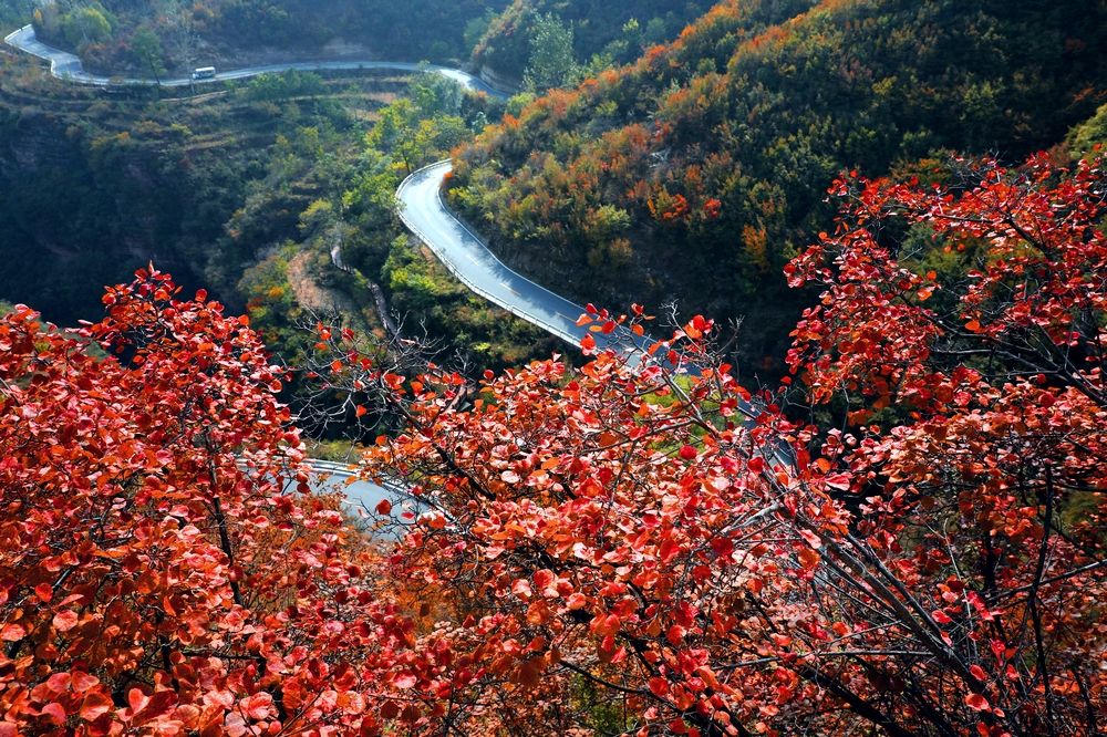 太行天路，五彩斑斓，峡谷如画，秋叶如诗