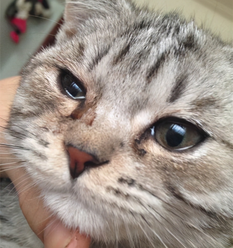 猫咪也会“哭”吗？猫咪流泪的几种原因