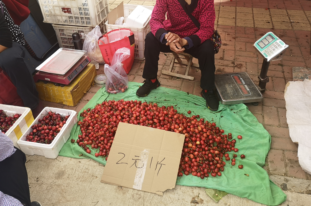 大樱桃价格反弹至15元/斤，果农叫苦，果商愁眉不展，怎么回事？