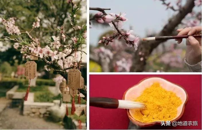 国内第一个盈利的田园综合体，看她有何绝招？