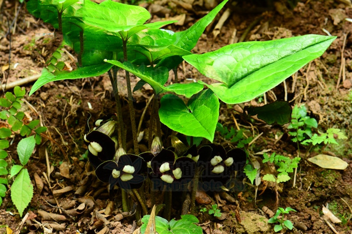 金耳环,见过吗?散寒止痛,止咳,治风寒咳嗽,腹中寒痛,龋齿痛