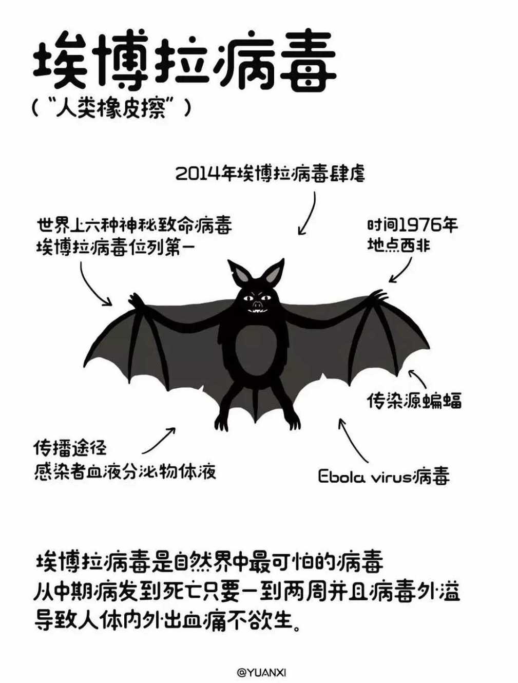 其引起的埃博拉出血热(ebhf)是当今世界上最致命的病毒性出血热,有些