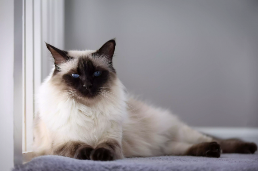 科尼斯雷克斯猫（盘点10种最聪明的猫品种）