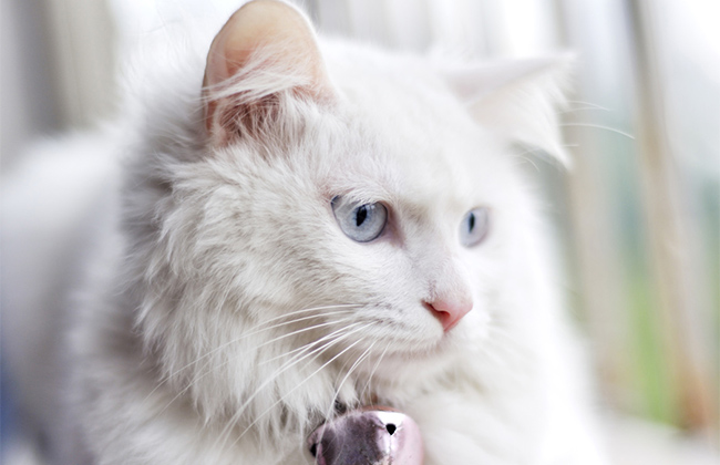 白色长毛猫（白色长毛猫蓝眼睛是什么品种）-第6张图片