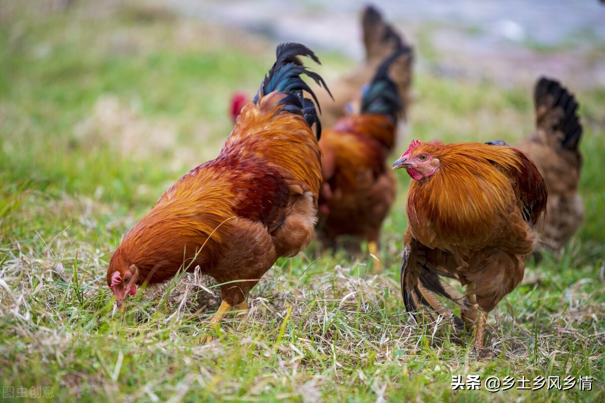 阉鸡手艺失传多年,现用中药阉鸡法,一天用几颗,既简单又实用
