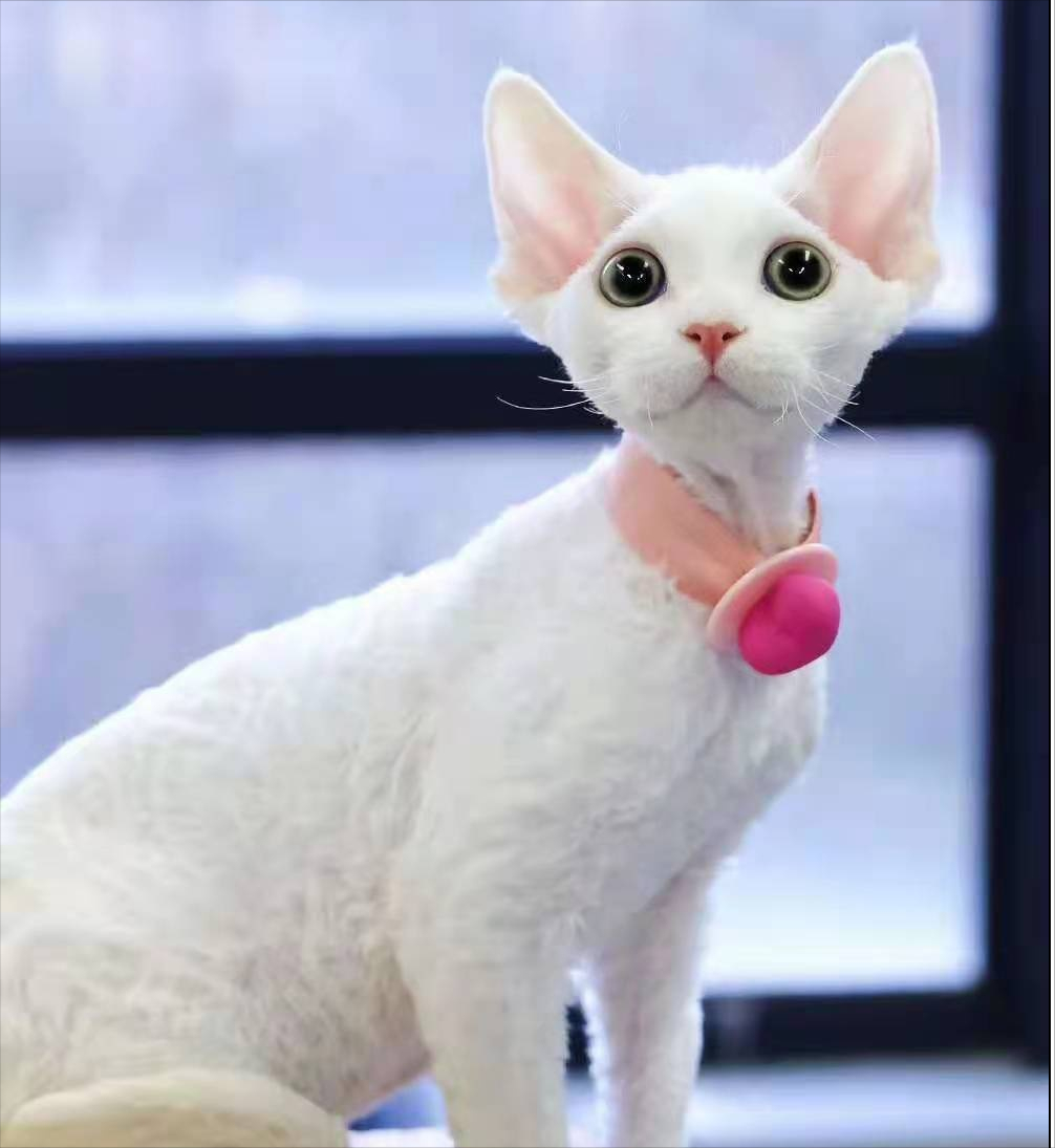 德文卷毛猫多少钱一只德文卷毛猫