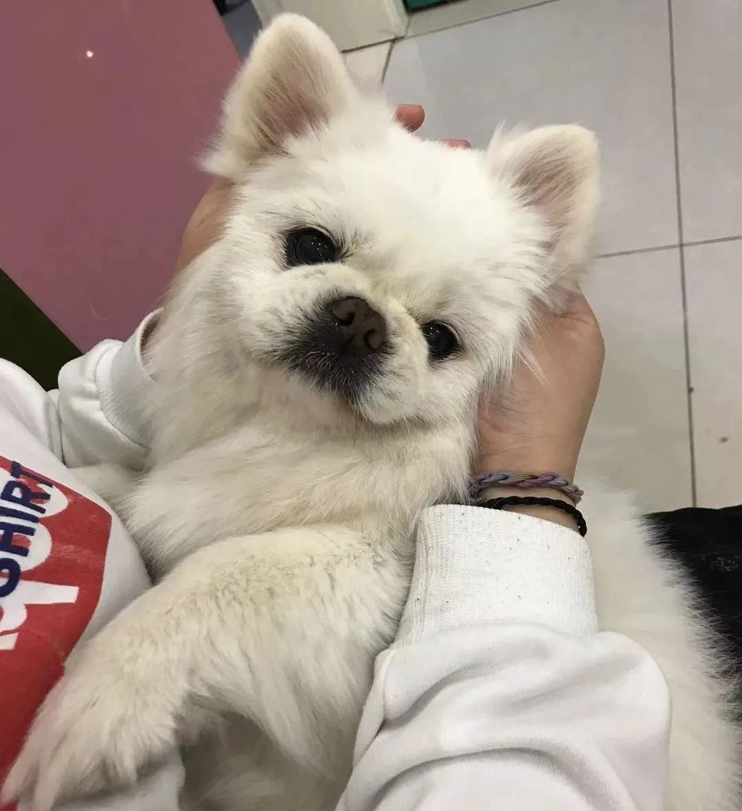 平凡而伟大：致敬最美兽医人