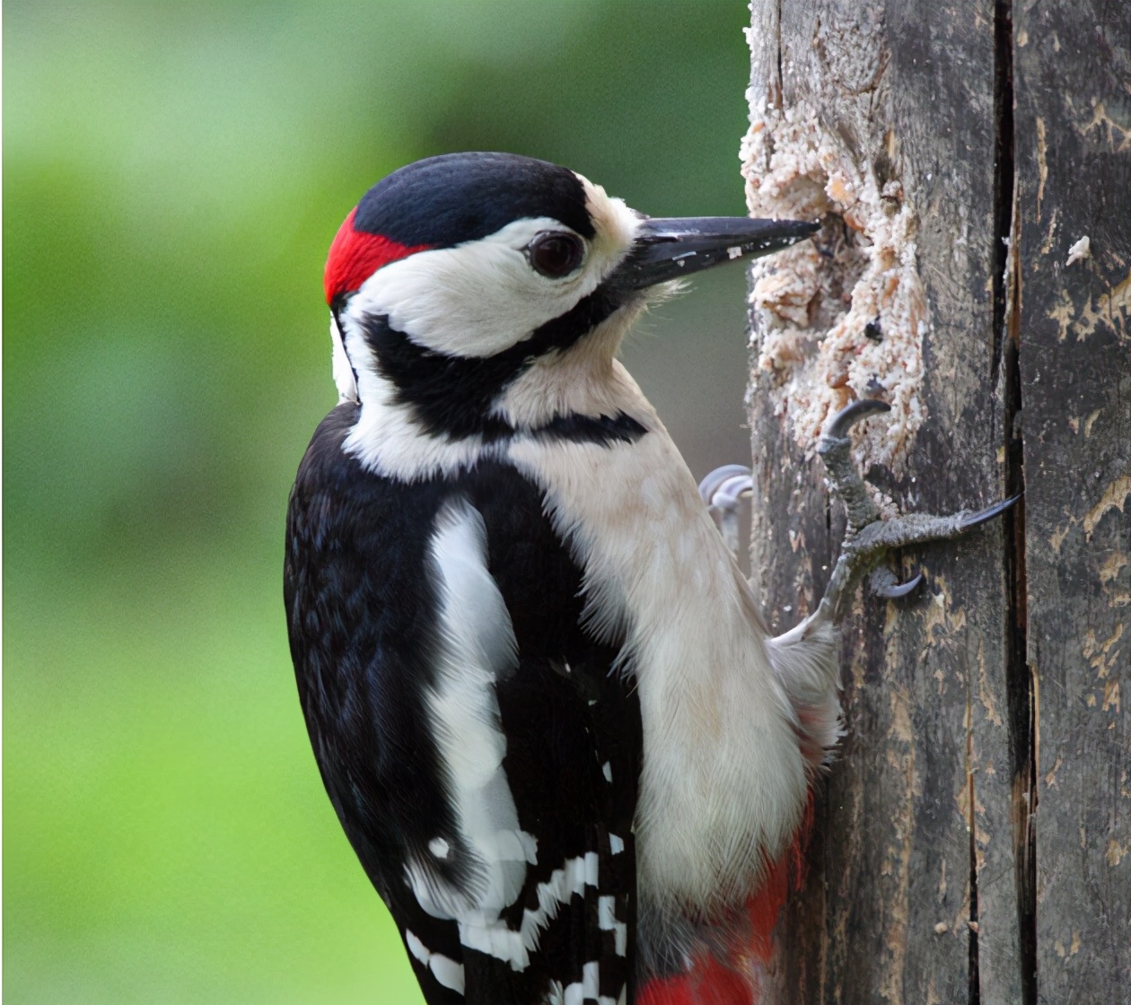 别再被骗了,啄木鸟没有那么简单,客观分析啄木鸟是不是益鸟