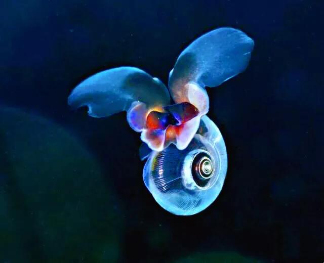 冰海精灵的特点(冰海小精灵百科) - 风集网