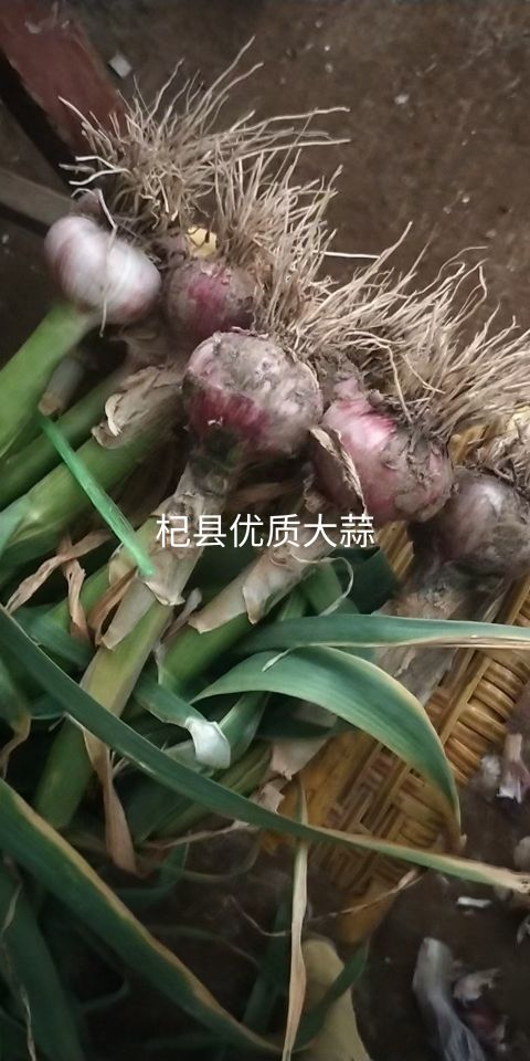 杞县今年的大蒜能卖多少钱一斤比较划算，什么时候卖最好