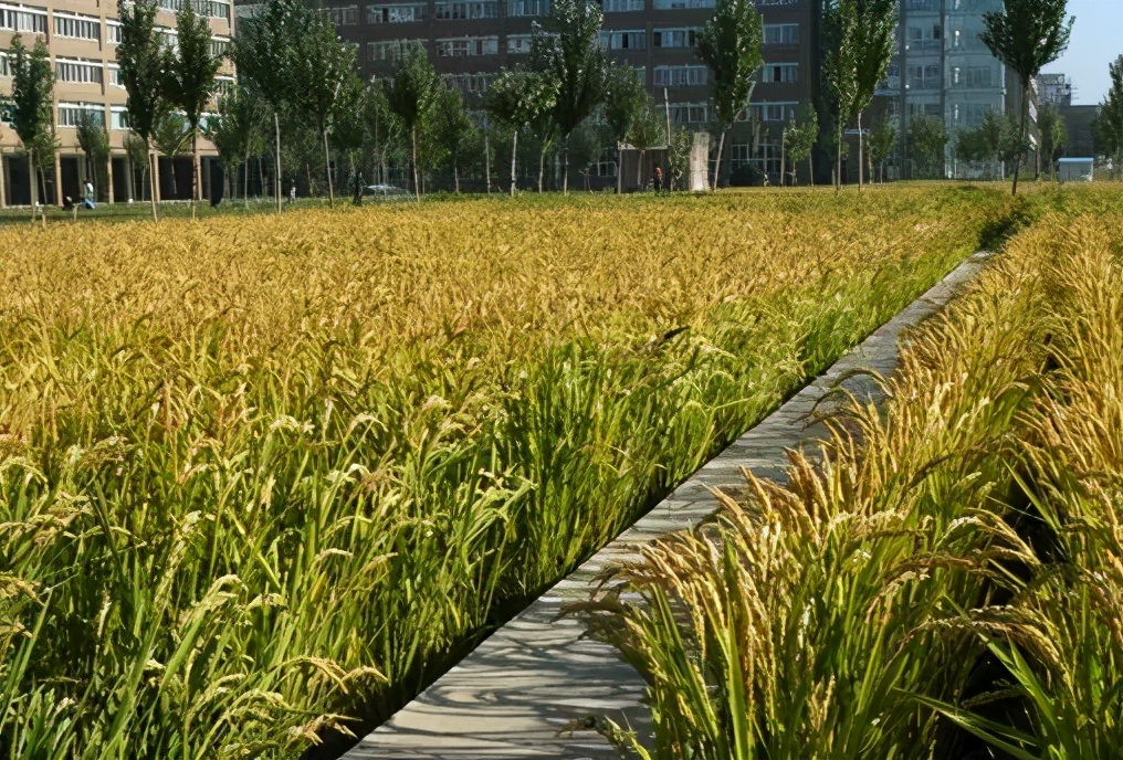 校园开放空间景观设计，竟然可以如此“有趣”？