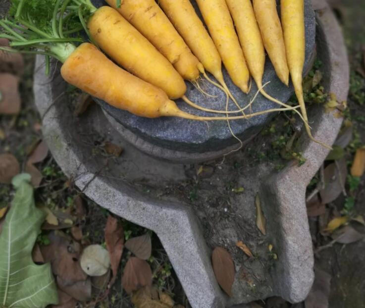 稻壳推荐足球(在职场与家庭之间，我们需要一点缝隙，修篱种菊)