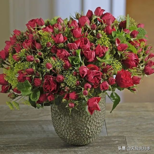 2020世界新品月季大赏，一起来看看都有哪些值得期待的新品种