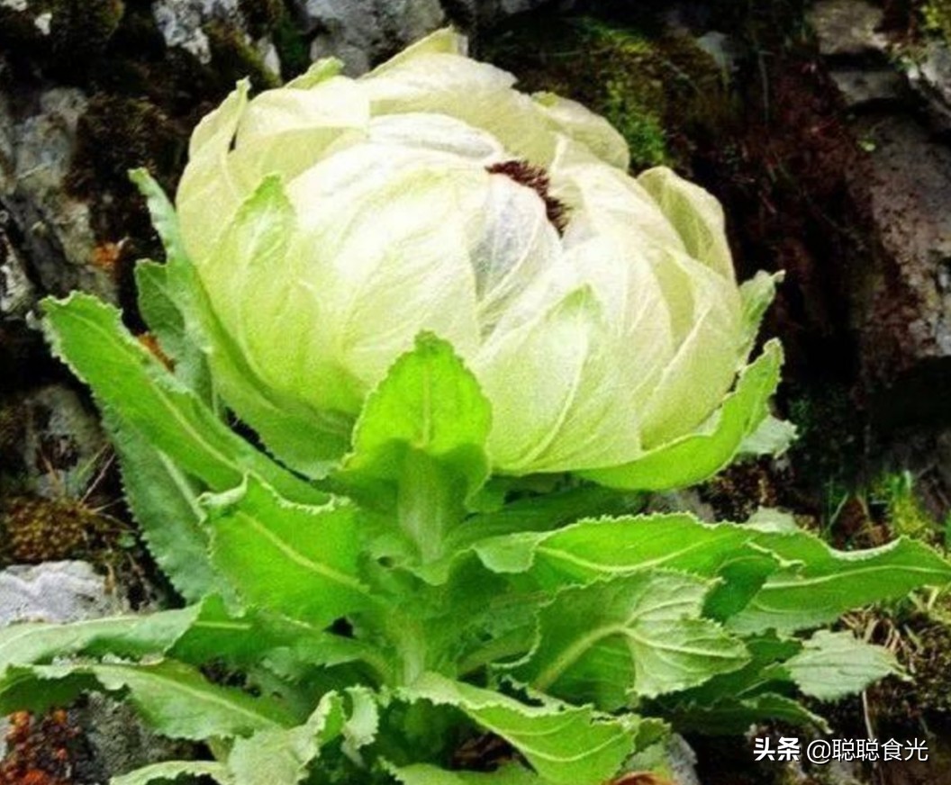 新疆真是宝地，除了盛产“棉花”，还有这么多特产，让人大饱眼福