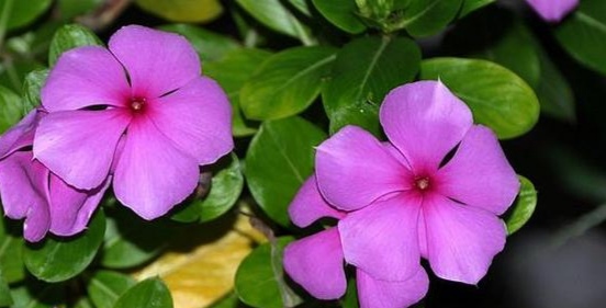 5个小步骤,让你的五叶梅变得花繁叶茂