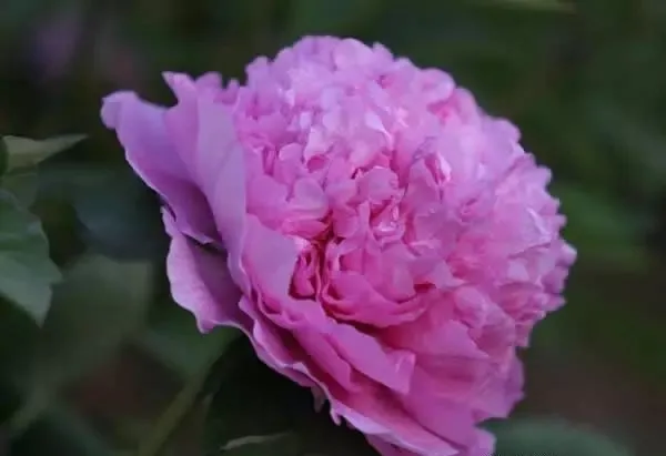 100种名贵牡丹鉴赏 绘画好素材（报花名）