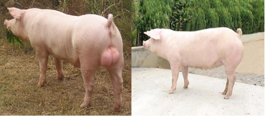大白猪与长白猪的3大区别
