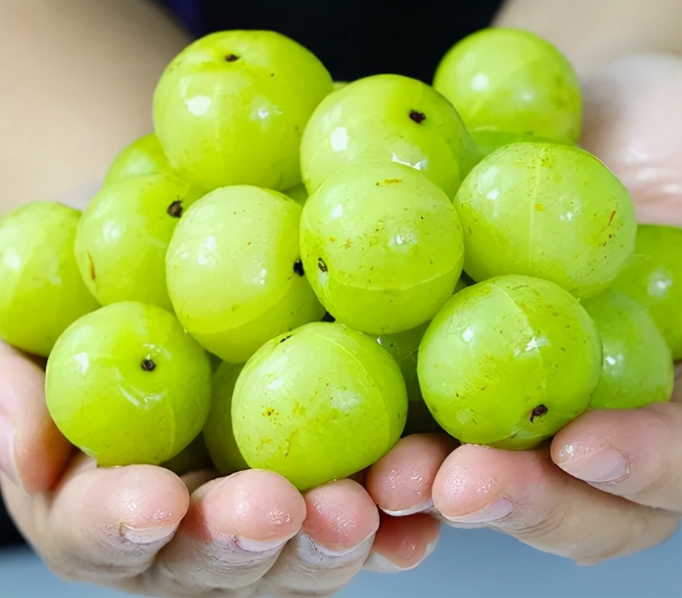 油柑子的价值参考油柑子现在是公认的药食两用水果了