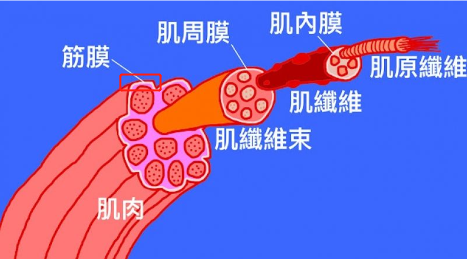 别看筋膜默默无闻的样子,实际上它对肌肉的运动有着非常重要的功能