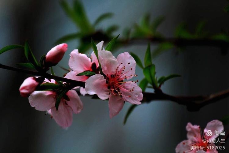 人间四月花如海