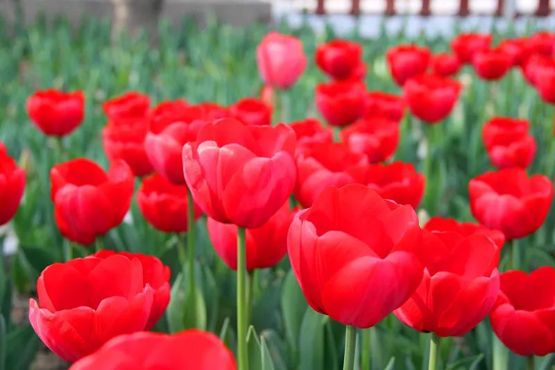 诗词中亭亭玉立的郁金香