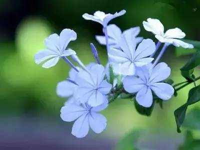 各种花的寓意及花语（100种花的花语大全）
