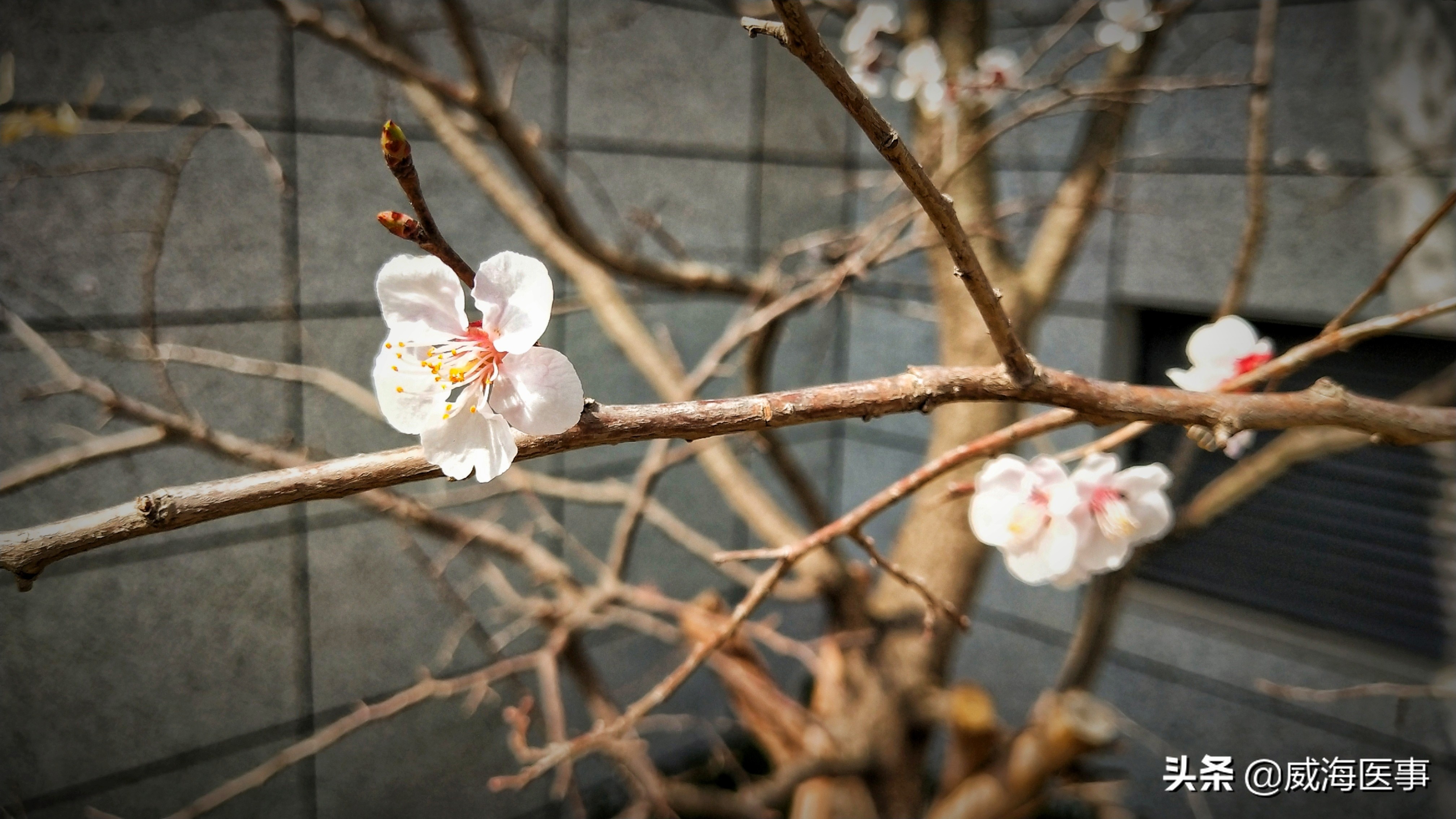 精致医院丨春色恰好，花开医苑