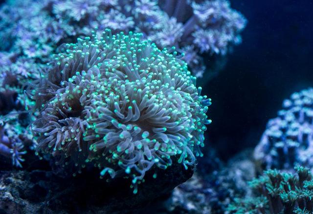 海底植物是什么（海底植物是什么样子的）-第2张图片-科灵网