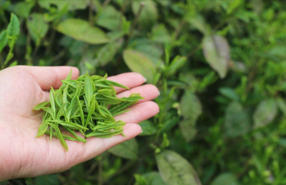 中国哪里产的绿茶最好喝？这6种茶你喝过几种，你家乡产什么茶？