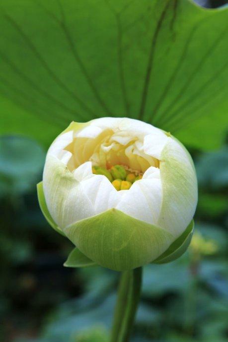 花开则谢月圆必缺，人生最好的境界，莫过于“花未全开月未圆”