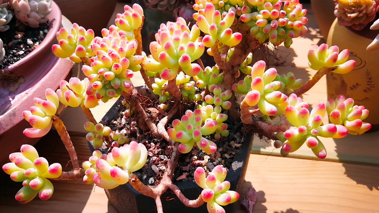 八千代 乙女心 虹之玉?不要被商家的标签误导,自己就可以判断