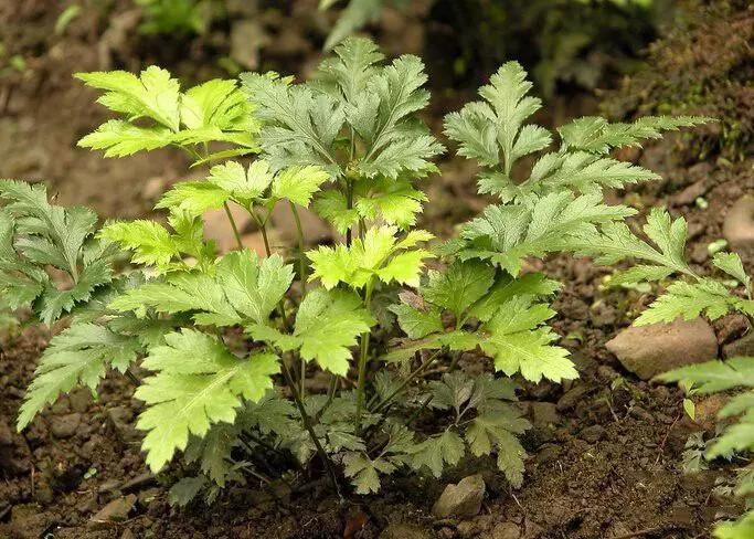 肾虚,却虚不受补,李东垣升阳益胃汤,一升一降,健脾化湿