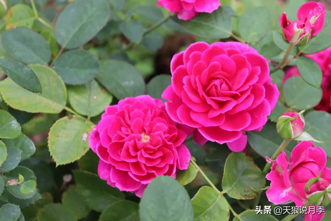 2020世界新品月季大赏，一起来看看都有哪些值得期待的新品种