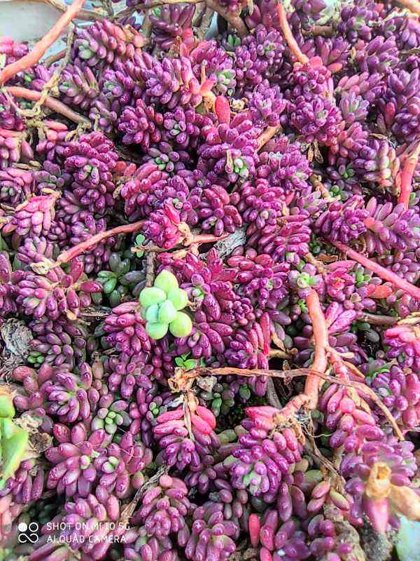 真正的“花坚强”，墙缝、地缝都长满，开花特别旺